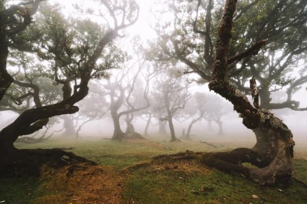 Fanal forest